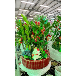 （臺中市免運）桌上型招財貓金錢樹盆栽開幕盆栽代客送花 婚喪喜慶開幕升遷新居落成節慶送禮致賀植栽開店招財新居落成淨化空氣