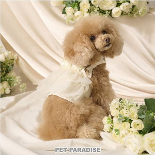 【PET PARADISE】玫瑰緞面短版背心裙 (DSS/DS/S)｜cherircouture 2025全新春裝系列