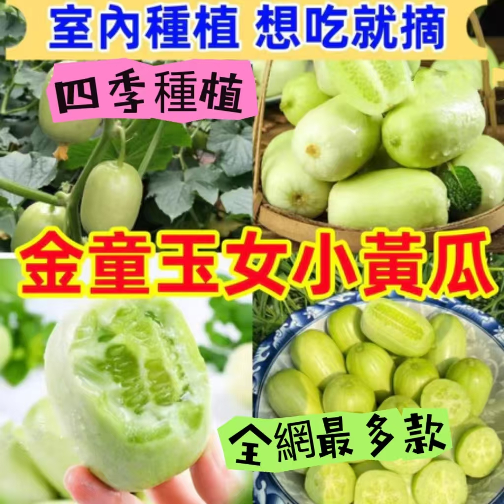 🔥🔥台灣現貨速發【新品 玉女水果黃瓜種子】 脆嫩拇指小黃瓜種子 白玉金童玉女青瓜種子 黃瓜蔬菜種子 四季播種 陽台種植