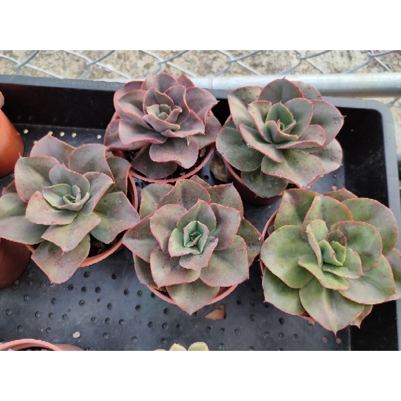 Ling's Succulent/煙花/多肉植物/三吋盆