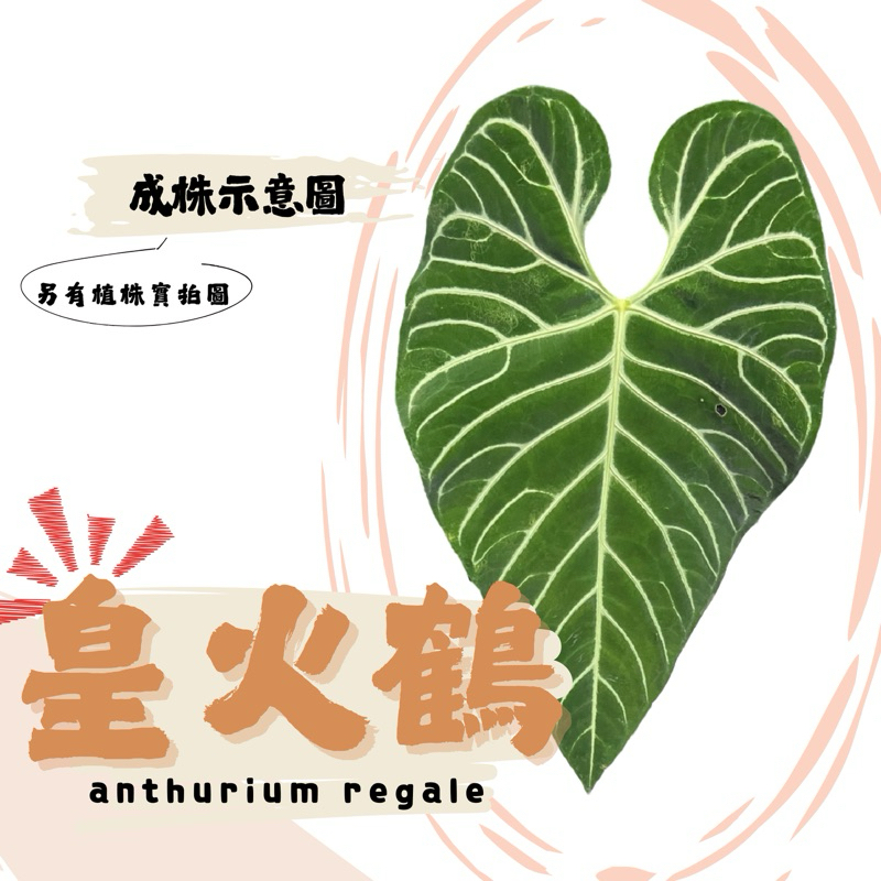 皇火鶴 | Anthurium regale | 觀葉植物 | 花燭