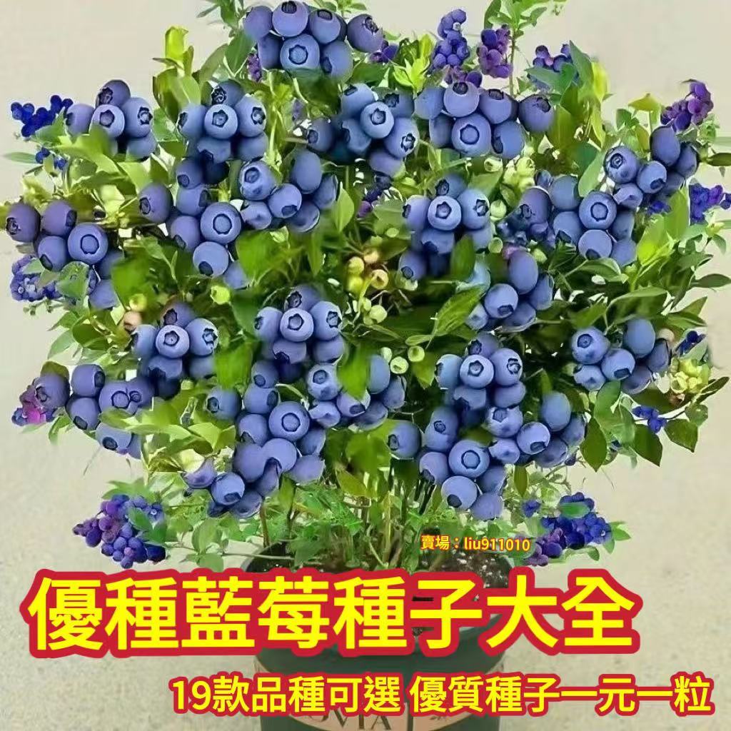 熱銷【藍莓種子】熱銷 十九款藍莓種子 樹莓種子 個大超甜藍莓 四季種植盆栽地栽 小院陽台種植 seed 薄霧藍莓種子