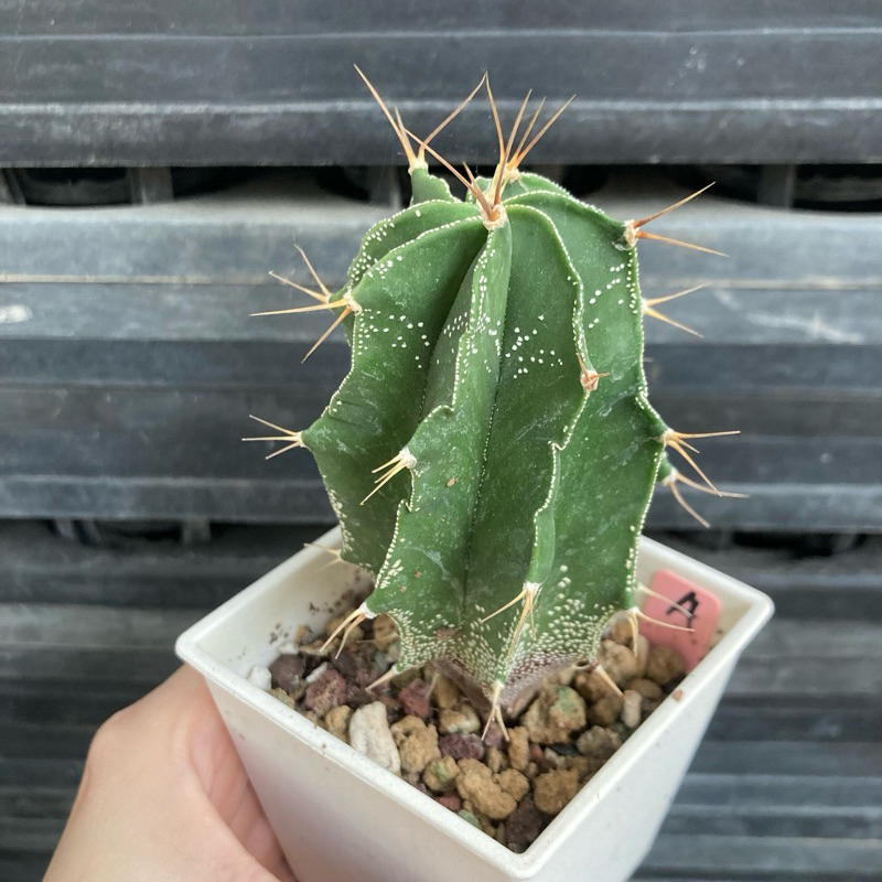 小玉多肉🌵般若仙人掌 三吋（4/21🆕）