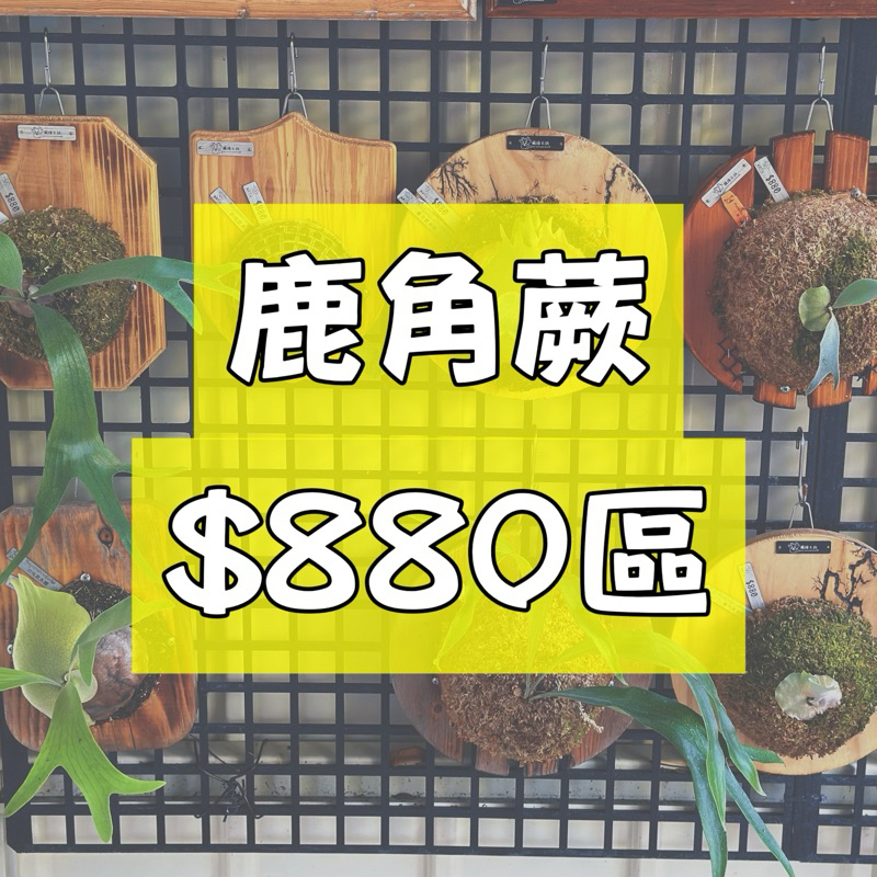 蕨境工坊｜鹿角蕨（側芽已上板）880元區｜黃月鹿角蕨 山賽美人 爪哇鹿角蕨