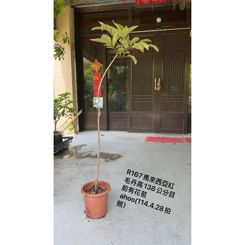 紅毛丹R167馬來西亞、高138公分目前有花苞ahoo特價1500(114.4.28拍照