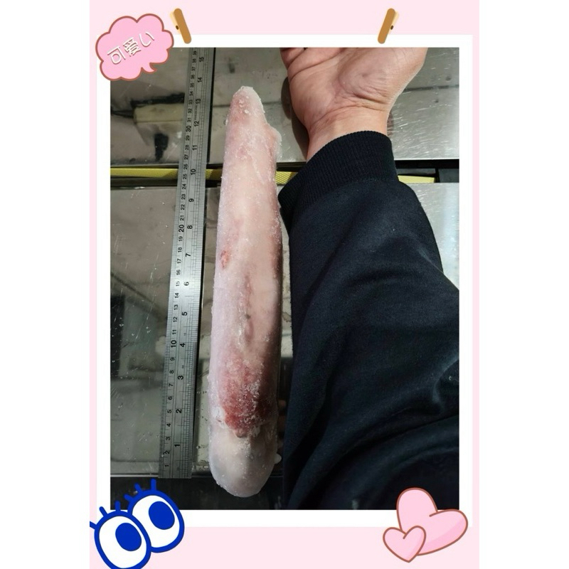 （巧宴老闆）手臂野生透抽380g-450g±10%/隻～整箱批發價（免運費）～1箱12公斤（量大批發另外訊問）