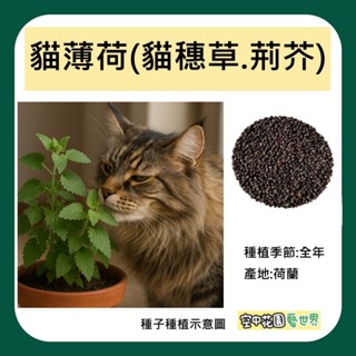 【臺灣出貨 電子發票】貓薄荷 種子 0.4g(約400粒) 貓穗草 荊芥 香草 貓草 驅蚊 種子 菜籽 空中花園藝世界