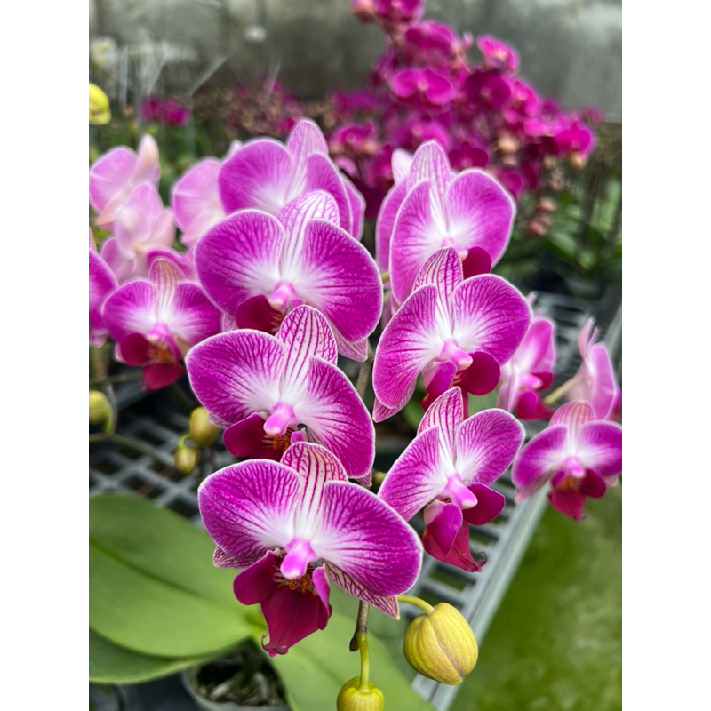 粉紅大瓣蝴蝶蘭～胭脂.花梗株2盆1組300