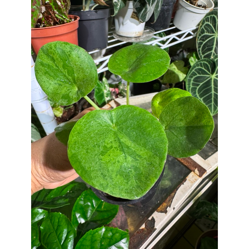 莫吉托鏡面草/斑葉鏡面草｜圓葉小可愛｜一物一拍