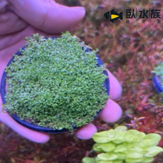 【臥水族】迷你矮珍珠 布丁迷你矮珍珠 迷你矮一盤