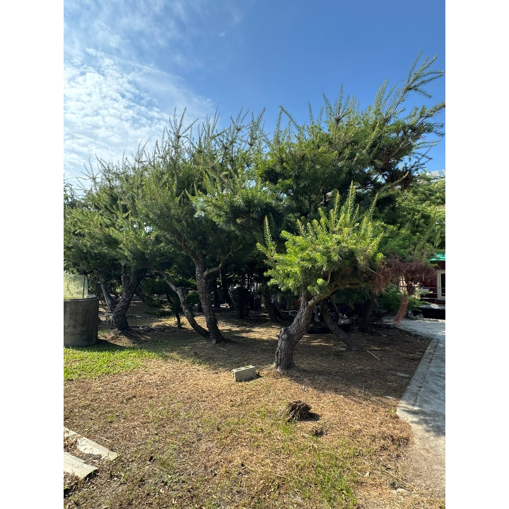 迎賓五葉松/造型松樹/庭園五葉松/造景松樹 非盆栽 自售 歡迎約賞