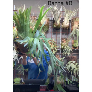 Banna#B 鹿角蕨 「來源：鵡力對蕨」蕨類植物 （5/24現拆）