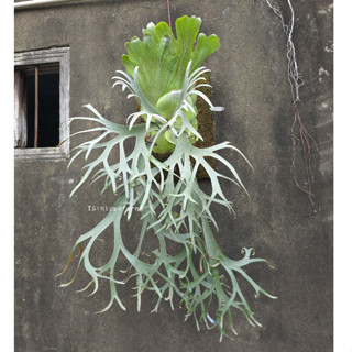 P. willinckii cv. Blue Queen / 爪哇藍皇后 鹿角蕨 爪哇 // 河馬語鹿