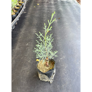 初花農場|藍冰柏(亞利桑那柏)|2寸黑軟袋|嫁接苗|林木植物|破盤大特價----定價200特價180