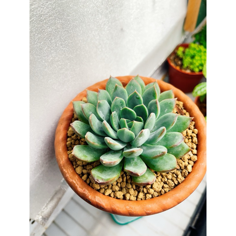 【豪。享。作。】 月影多肉 花紋盆/多肉植物/室內植物/療癒系