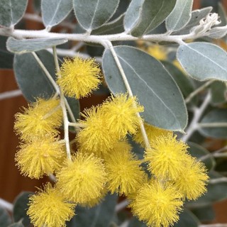 豆科植物 實生珍珠合歡/銀葉金合歡/Acacia podalyriifolia