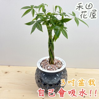 禾田花屋|編織發財樹|辮子馬拉巴慄|3吋圓球盆|室內植物|免澆水|懶人盆栽|觀葉植物|室內植物|懶人盆栽|吸水盆