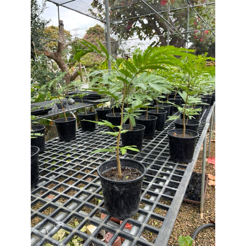 日本小豆樹🪴天使園藝🪴實生苗限時優惠🌱植株健康穩健💪特價888元🌿5寸圓盆🌱專業栽培💪根系完整💪會睡覺💤可愛🌿超療癒喔🌿