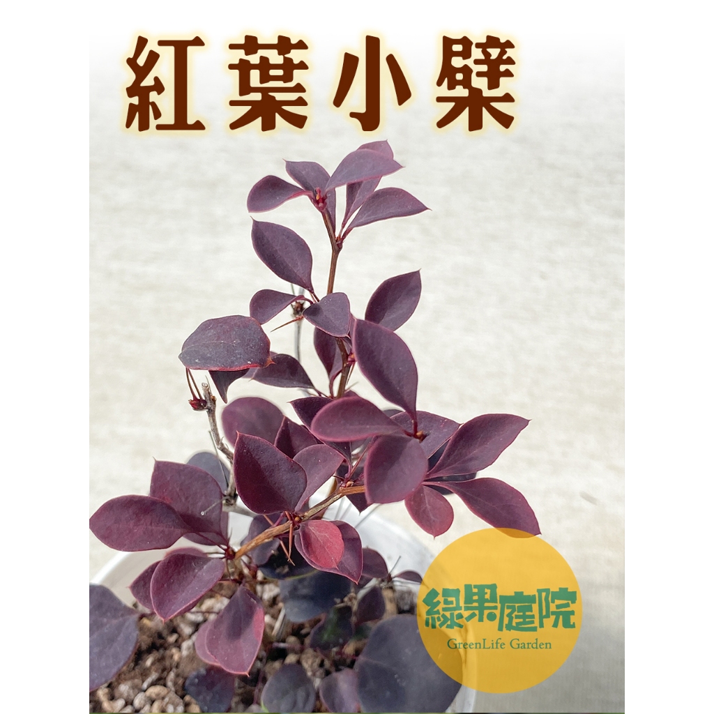 s綠果庭院 植物 紅葉小檗 小檗科 觀葉植物 多肉植物 3吋 室內室外