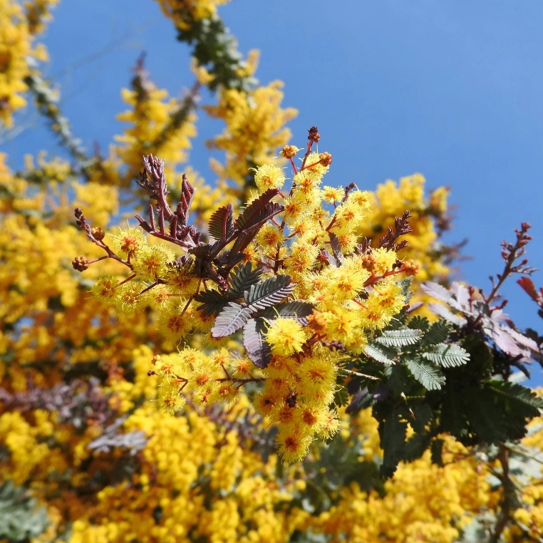 紫葉貝利氏相思 Acacia Baileyana 'Purpurea'（實生🌱3吋盆)