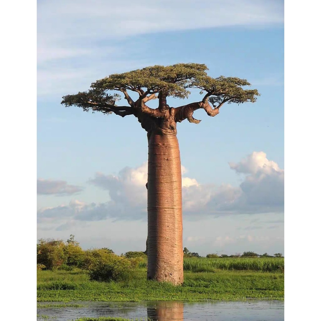 【塊根英雄】大猴麵包樹種子/Adansonia grandidieri/馬島知名景點猴麵包樹大道的雄偉神木。