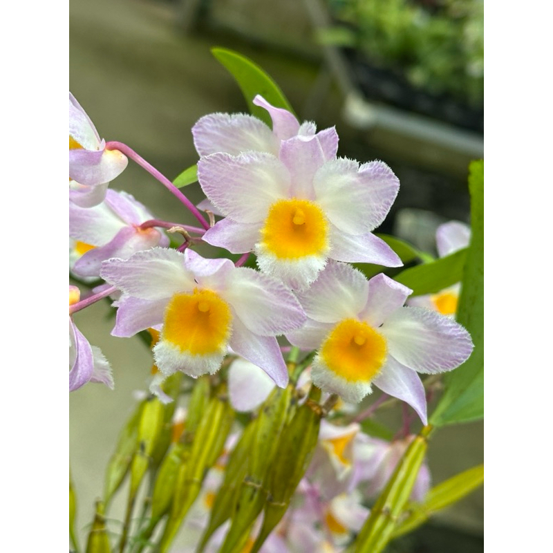 粉燈籠石斛 3吋 短植株 3/13一物一拍 （售植株）蘭花