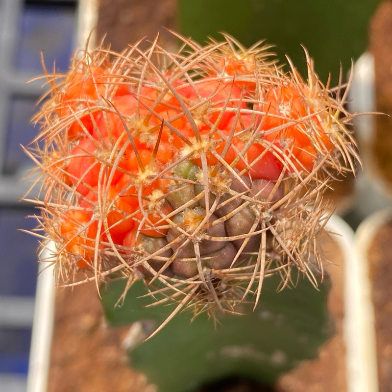🌵Gymnocalycium屬 仙人掌｜勇將丸x新天地交種錦 嫁接株