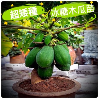🥇超級矮種大果【冰糖木瓜苗】（甜度高，果肉極厚）最快7個月開始開花結果 矮種木瓜 紅妃木瓜 日生木瓜 日昇木瓜 日陞木瓜