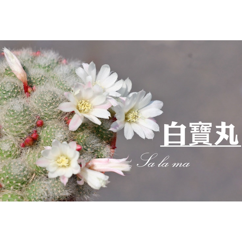 【白寶丸】（會開白色小花）  （群生）3吋盆| Sa La Ma多肉植物| 仙人掌科