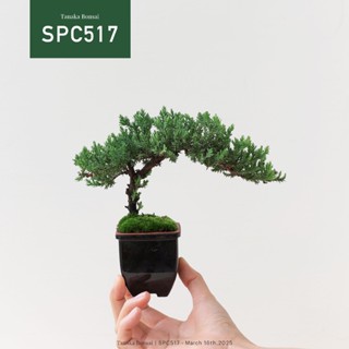【Tanaka Bonsai】SPC517 珍珠柏盆景（不含枯山水套件） ｜松柏盆栽