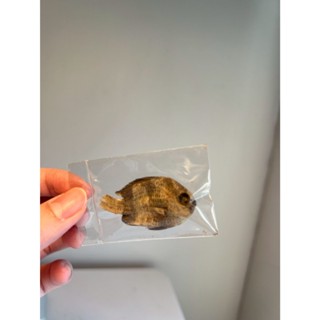 乾燥魚2隻 海洋動物模型 模擬海洋動物玩具生物 逼真魚造型模型 拍攝道具 攝影道具