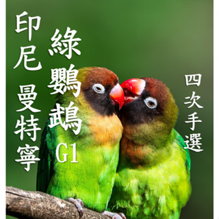 (2025大顆!!) 獵豆工坊🐆 印尼 蘇門答臘 綠鸚鵡 曼特寧 G1 (四次手挑) 咖啡生豆 500g