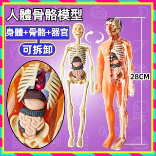 ✨人體器官模型✨人體骨架模型 人體器官玩具 人體拼裝模型 人體模擬模型 模擬醫學拚裝軀幹結構內臟科敎類玩具 居家裝飾擺件