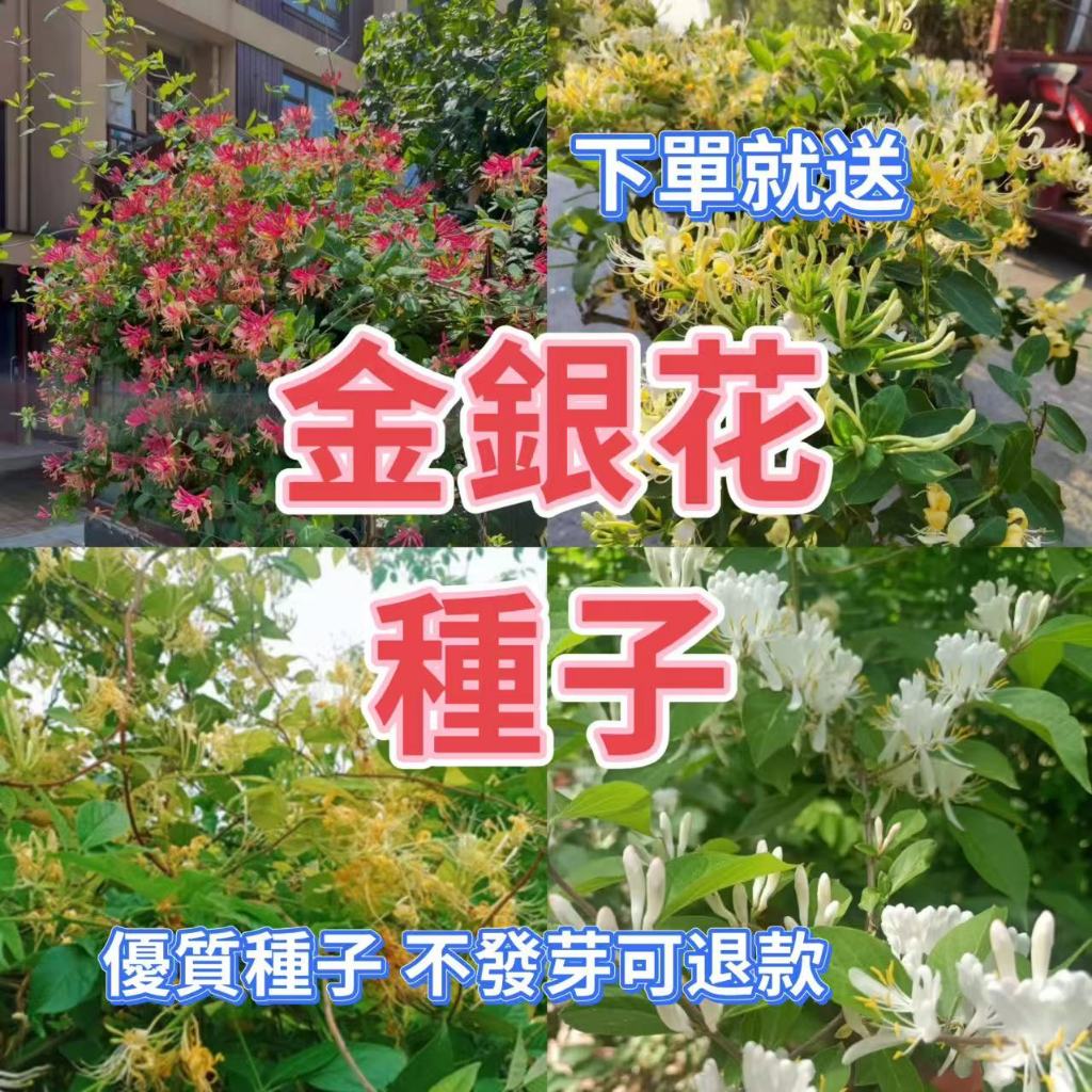 🔥【金銀花種子】金銀花種籽 紅色金銀花 金銀花滕種子 藥用植物種子 可食用泡茶下火 發芽率高 盆栽金銀花 庭院陽台種植