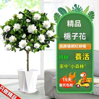 精選梔子花苗【梔子花盆栽】梔子花盆栽室內辦公室花卉綠植水培除甲醛淨化空氣植物四季好養活 種子