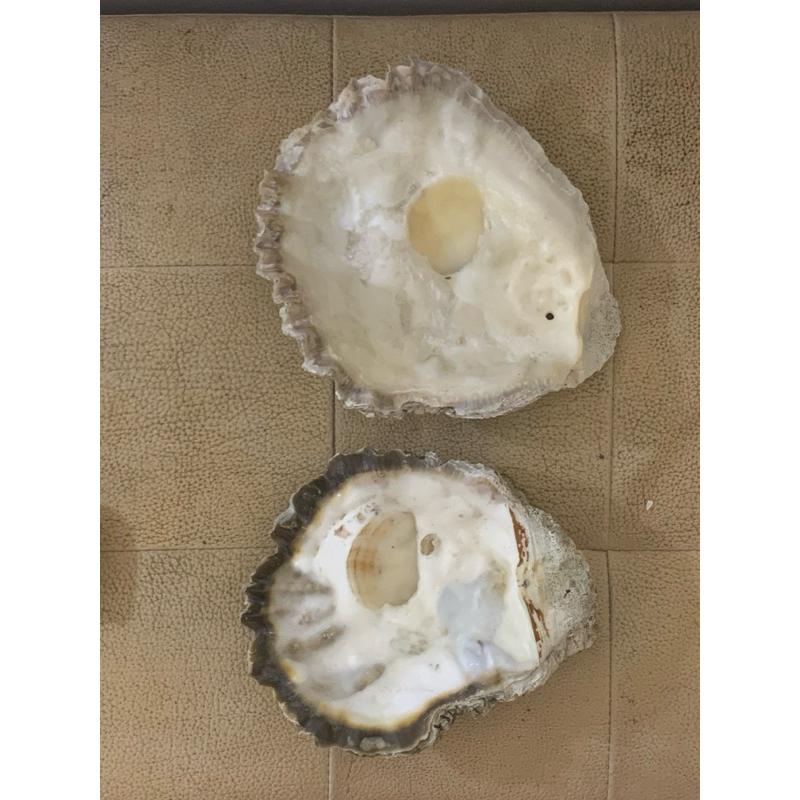 天然大貝殼 貝殼 硨磲貝 魚缸造景 四件ㄧ組 擺飾