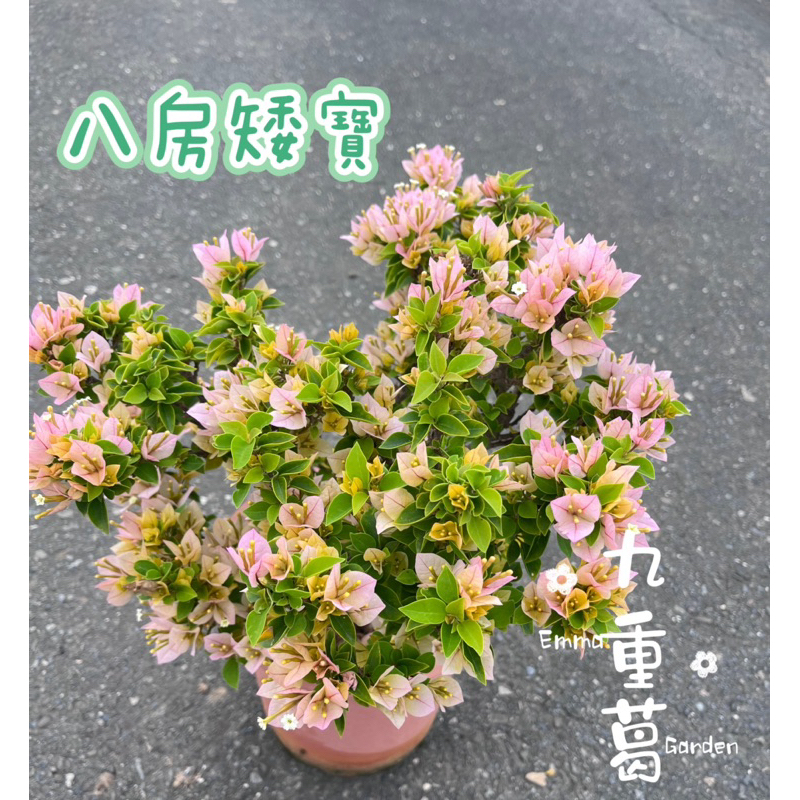 九重葛 八房矮寶黃 開花勤顏色會轉變 花多爆盆