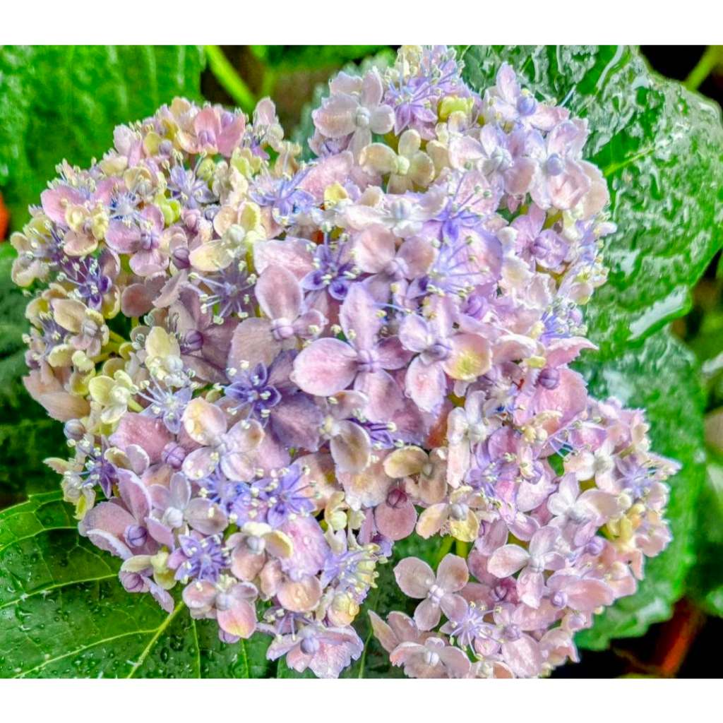 顏色不知! 8吋盆 [ 三河千鳥繡球花盆栽 ] 小花品種. 花心盛開類似睫毛狀 . 不是隨時有. 請先確認!