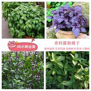 現貨 羅勒（100粒）九層塔種子 羅勒種子金不換九層塔食用種子驅蚊植物庭院陽臺簡單好養蔬菜香料種子