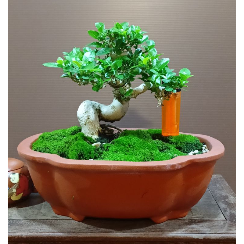 宜興 紫砂花盆栽 多肉植物盆 景盆 菖蒲盆 O1CN01JHEypL1ywXzTZUhJW_!!
