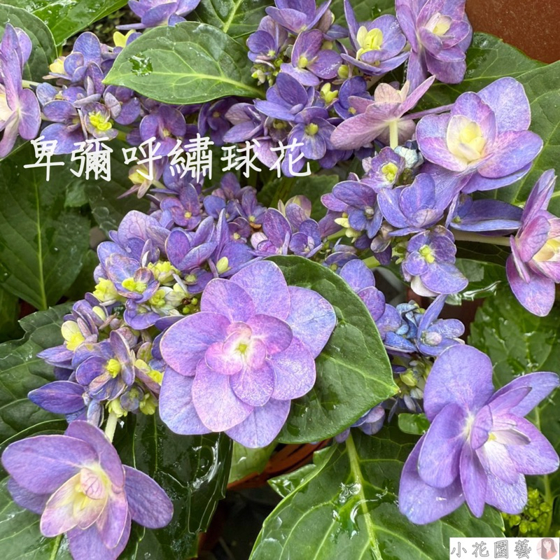 小花園藝 卑彌呼繡球花 卑彌呼繡球 5吋盆 $480