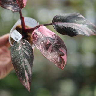 黑櫻桃粉紅公主蔓綠絨 【阿金的便秘花園】3吋 觀葉植物 雨林植物 耐陰植物 室內植物 植栽 植物 盆栽 陽臺PP316