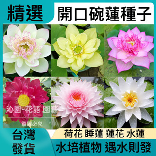 💥臺灣發貨💥熱銷 多款式組合裝【買50粒發55粒】開口碗蓮種子 荷花 蓮花 睡蓮 水蓮 水培植物 四季開花 花卉種子