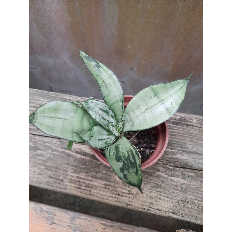 月光綠鬼/虎尾蘭/ 3吋 （裸根）💖魔法空間扣盆💖多肉植物