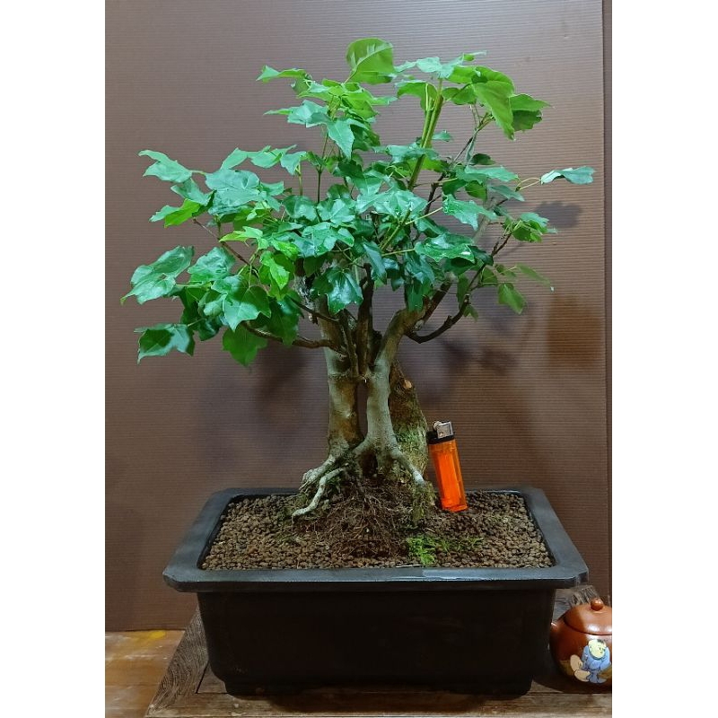 楓盆栽的價格推薦- 2025年10月| 比價比個夠BigGo