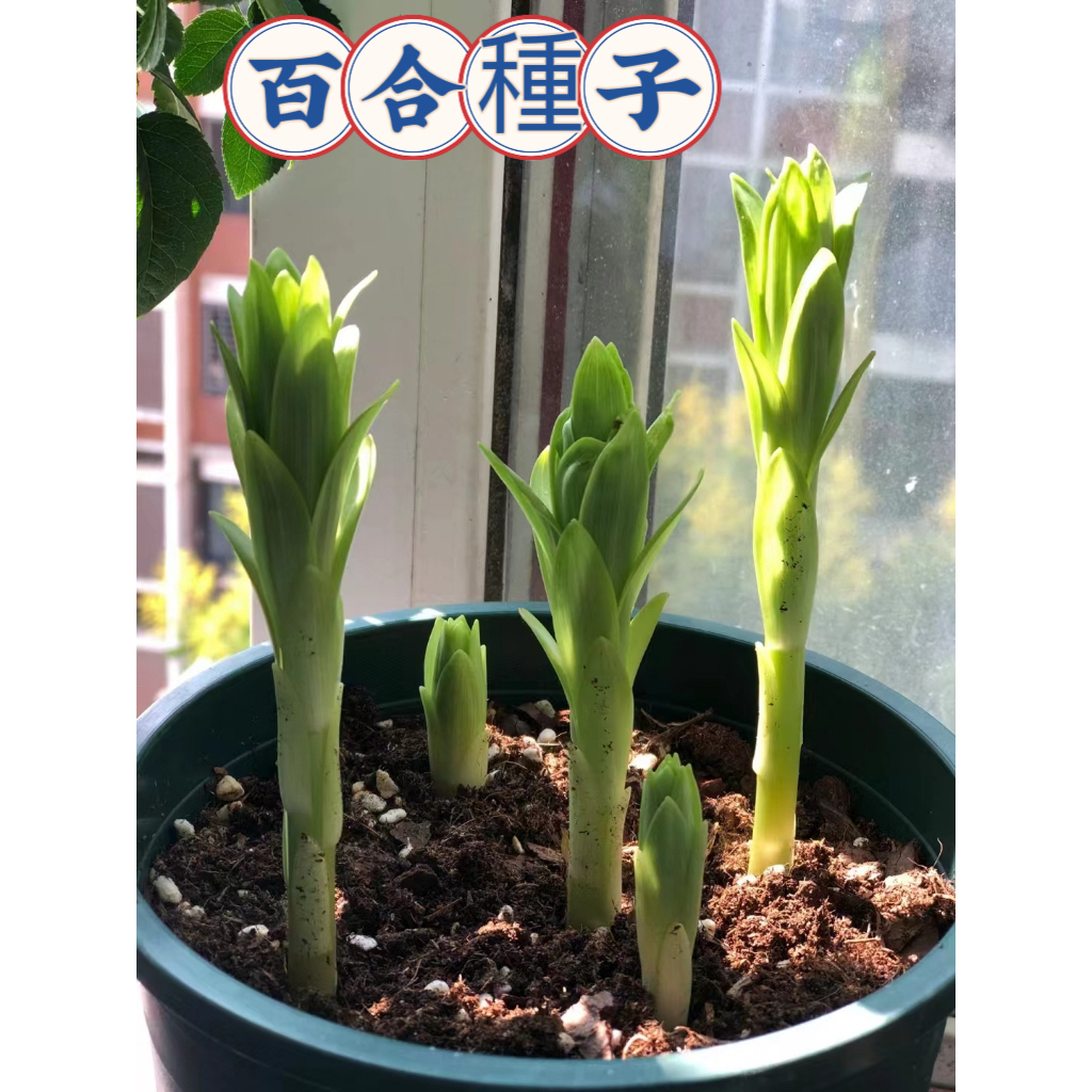 💥臺灣發貨💥【特級香水百合種子】盆栽室內花植物花苗 濃香百合花種子 室內花卉種子 超大顆百合種球種根 好養易活