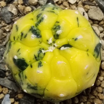 💥八週年慶活動開跑💥仙人掌科星球屬~乳疣龜甲兜錦~3.6CM~V08