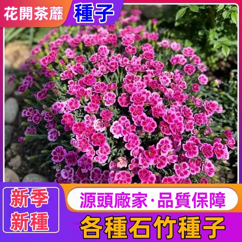 ✿精選種子 ✿五彩石竹種子 五彩石竹花 美國石竹花種子 石竹花苗 四季種植好養活花卉種子 小院花園陽台種植盆栽花 花卉種