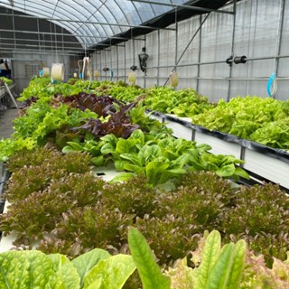 魚菜共生萵苣 營業用萵苣 1公斤 漢堡生菜 綜合萵苣、生菜沙拉 魚菜共生農場 餐廳生菜 咖啡館生菜 潛艇堡生菜