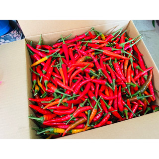 《自產自銷》鮮採～朝天椒Hot Pepper《紅色》